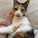 Photo de chat perdu à Marseille