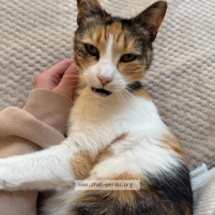 Photo 1/1 Mia Chat perdu à Marseille