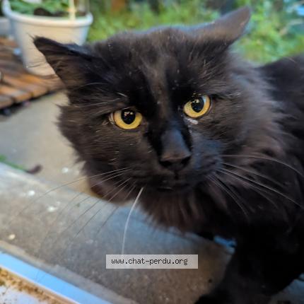 Photo 1/1 Chat retrouvé Trouvé à Chaille les marais