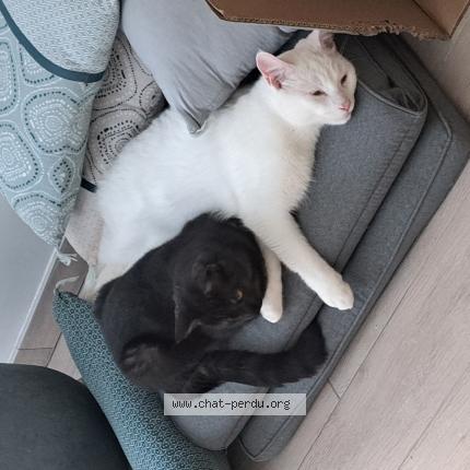 Photo 1/1 Vasco Chat perdu à La chapelle sur erdre