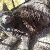 Photo de chat perdu à Boisbriand