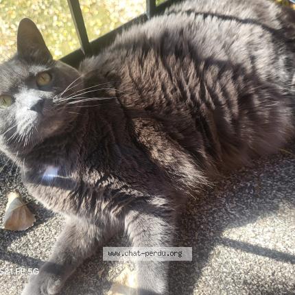 Photo 1/1 Kaya Chat perdu à Boisbriand