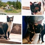 Photo de chat trouvé à Fa Val Du Faby