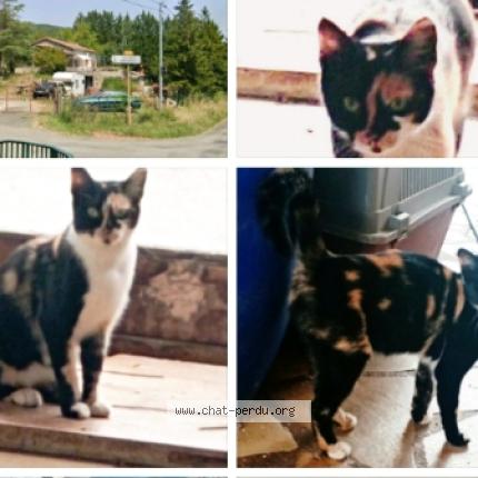 Photo 1/1 Chat trouvé Trouvé à Fa val du faby