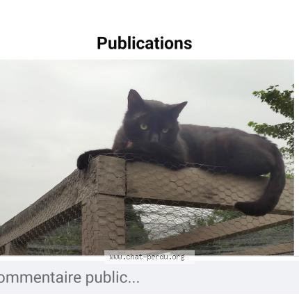 Photo de chat perdu à Coigny