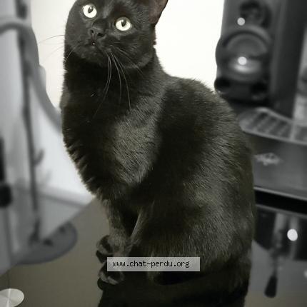 Photo 1/1 Chat retrouvé Perdu à Alencon