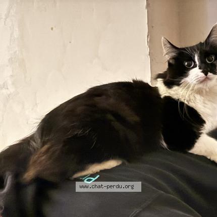 Photo 1/1 Chat retrouvé Perdu à Grez doiceau