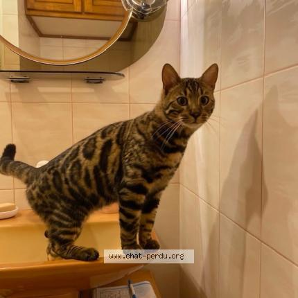 Photo 1/1 Asland Chat perdu à Verrieres le buisson