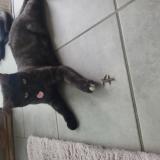 Photo de chat perdu à Chasselay