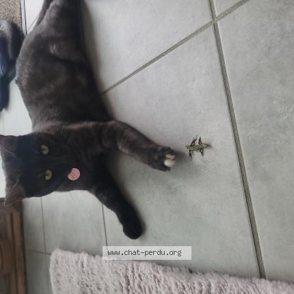 Photo 1/1 GANDJA Chat perdu à Chasselay