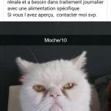 Photo de chat perdu à Pamiers