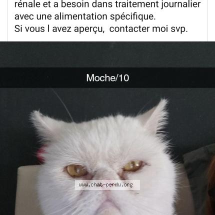 Photo 1/1 Hibou Chat perdu à Pamiers