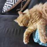 Photo de chat perdu à St Julien D Eymet