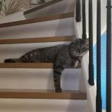 Photo de chat perdu à Mulhouse