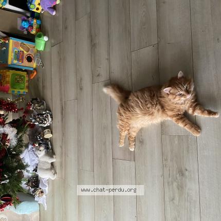 Photo 1/1 Tina Chat perdu à Caulnes