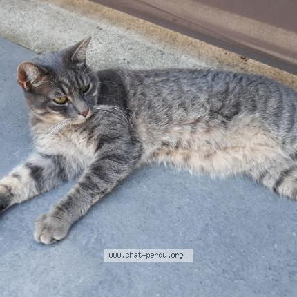 Photo 1/1 Chat retrouvé Perdu à Mulhouse