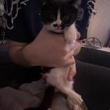 Photo de chat perdu à Annoeulin