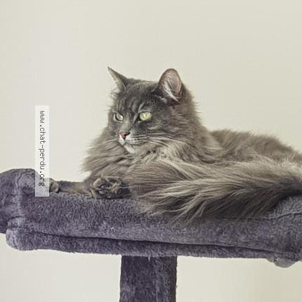 Photo 1/1 Kasumi Chat perdu à Merignac