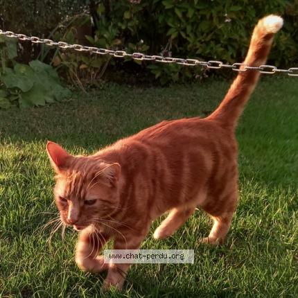 Photo de chat perdu à Pont L Eveque