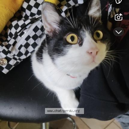 Photo 1/1 Jazz Chat perdu à Saint pierre la roche