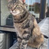 Photo de chat perdu à Sartrouville