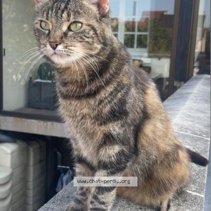 Photo 1/1 Princesse Chat perdu à Sartrouville