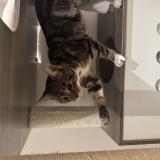 Photo de chat trouvé à Breuil Le Vert