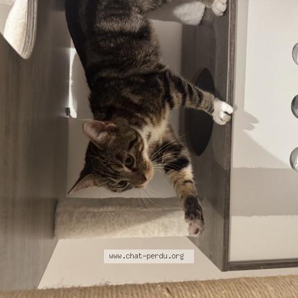 Photo 1/1 Chat trouvé Trouvé à Breuil le vert