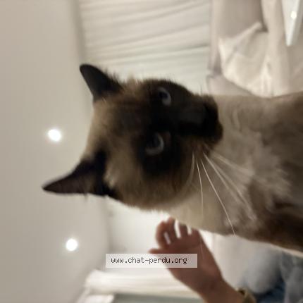 Photo 1/1 Chatoune Chat perdu à Toulon