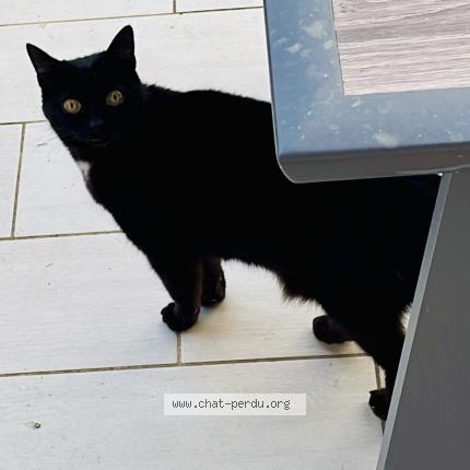 Photo 1/1 Chat retrouvé Perdu à L union