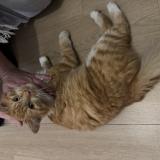 Photo de chat trouvé à Saint Medard En Jalles