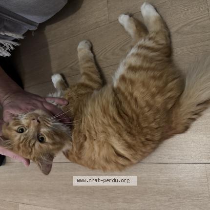 Photo 1/1 Chat trouvé Trouvé à Saint medard en jalles