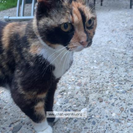 Photo de chat perdu à Le Passage
