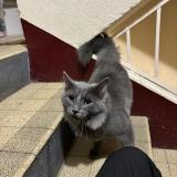 Photo de chat trouvé à Auxerre