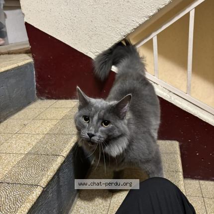 Photo 1/1 Chat trouvé Trouvé à Auxerre