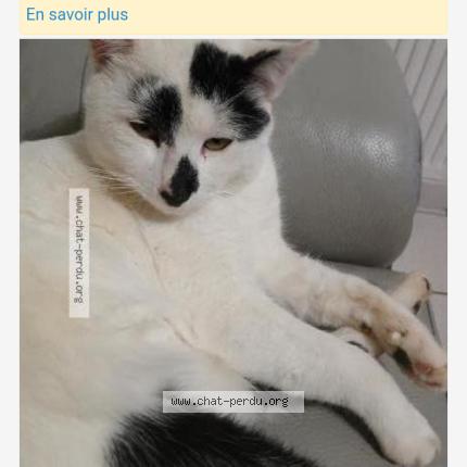 Photo de chat perdu à Les Abrets En Dauphine