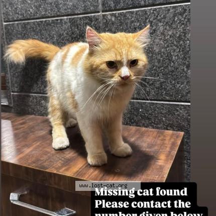 Photo 1/1 Chat trouvé Trouvé à Ambur