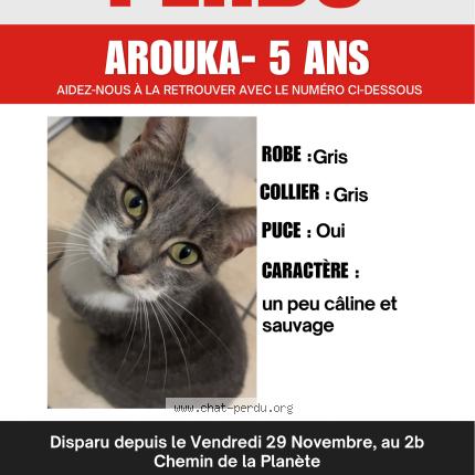 Photo 1/1 Arouka Chat perdu à Tarbes 65000