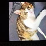 Photo de chat perdu à Villette D Anthon