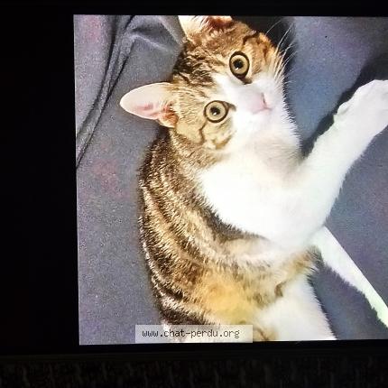 Photo 1/1 Rizk Chat perdu à Villette d anthon