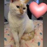 Photo de chat perdu à Auchel