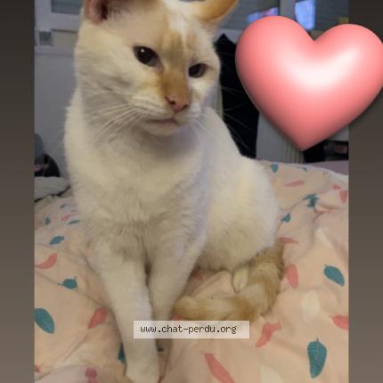 Photo 1/1 Crotin Chat perdu à Auchel