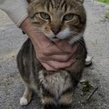 Photo de chat perdu à Waziers