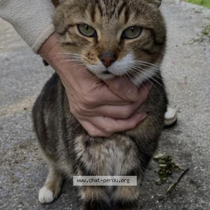 Photo 1/1 Gribouille Chat perdu à Waziers
