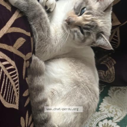 Photo 1/1 Fukun Chat perdu à Pamiers