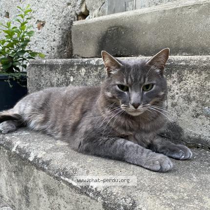 Photo 1/1 Sherkaan Chat perdu à Le lion d angers
