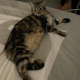 Photo de chat perdu à Mandelieu La Napoule