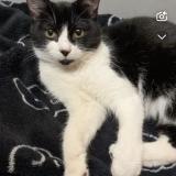 Photo de chat trouvé à Marignane