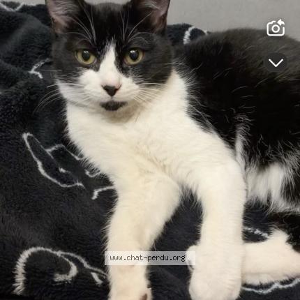 Photo 1/1 Chat trouvé Trouvé à Marignane