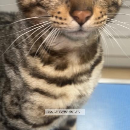 Photo 1/1 Booba Chat perdu à Carrieres sous poissy